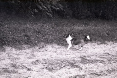 img418